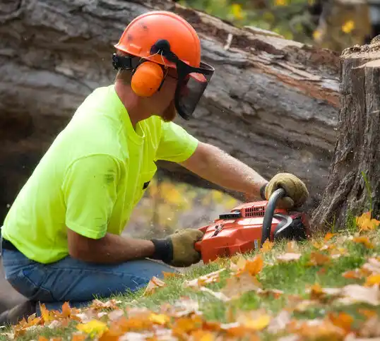 tree services Mashpee Neck